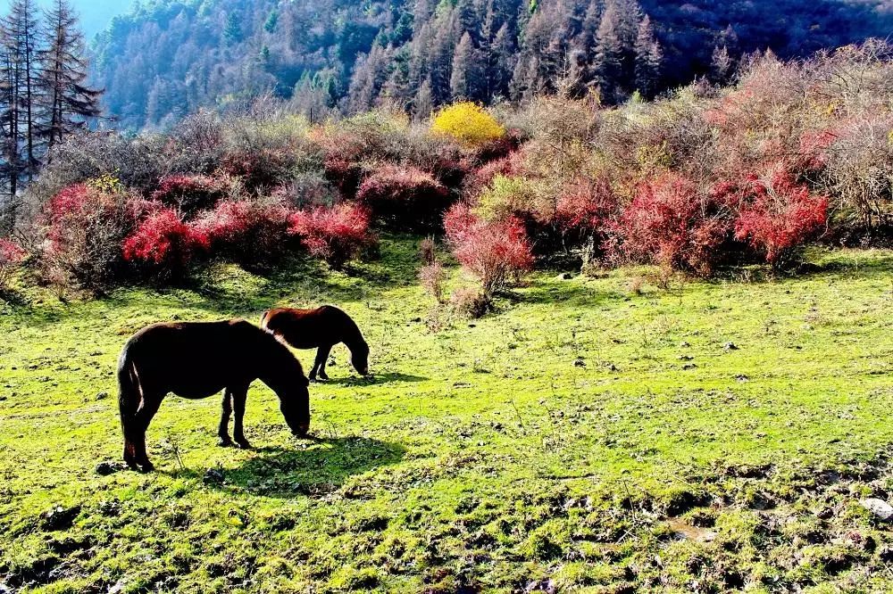 Jiuzhaigou on the left hand, heaven on the right hand, it is the last absolute secret place in China, fortunately it is not popular!