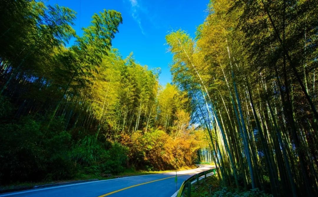 Vision丨Jinzhai Martin Highway is so beautiful! With specific lines!