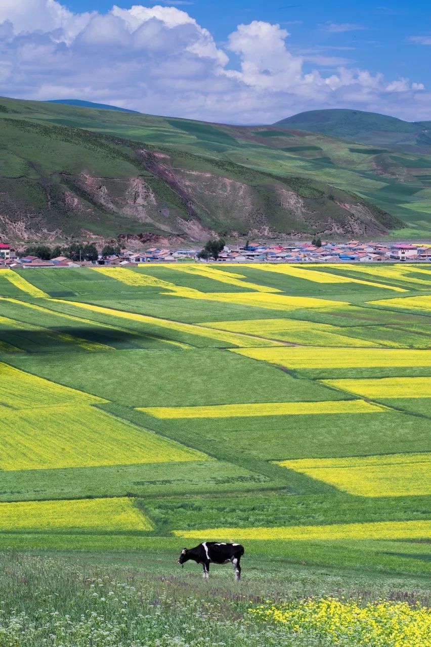 If you miss Qinghai, you will miss 12 trips