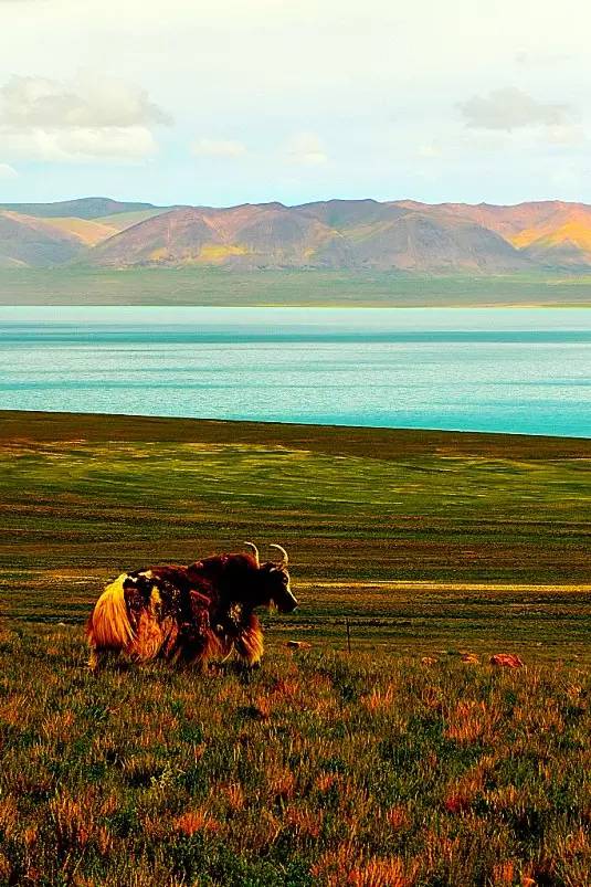 There are 16 must-see places in Ali, Tibet. If you have been to ten of them, you are a senior donkey friend!