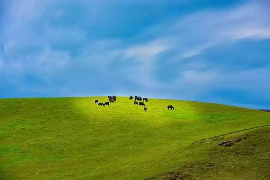 The secret Geladan Grassland - a rare place in Lijiang that has not been infected by commercial viruses