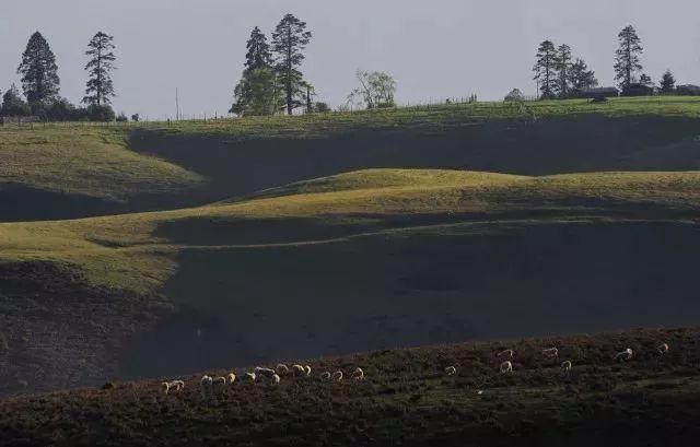 The secret Geladan Grassland - a rare place in Lijiang that has not been infected by commercial viruses