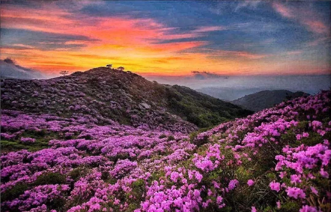 The secret Geladan Grassland - a rare place in Lijiang that has not been infected by commercial viruses