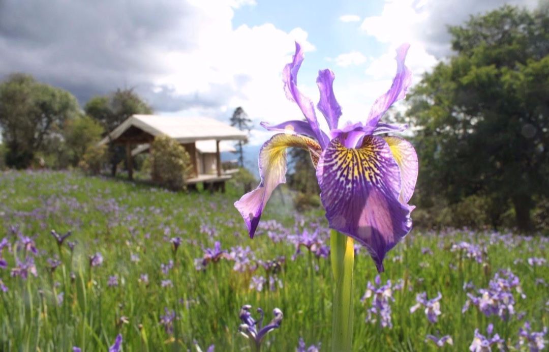 The secret Geladan Grassland - a rare place in Lijiang that has not been infected by commercial viruses