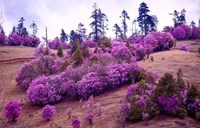 The secret Geladan Grassland - a rare place in Lijiang that has not been infected by commercial viruses