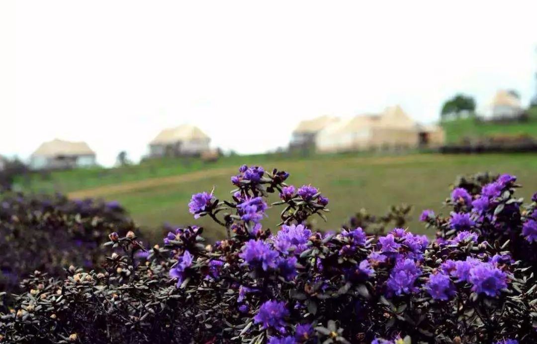 The secret Geladan Grassland - a rare place in Lijiang that has not been infected by commercial viruses