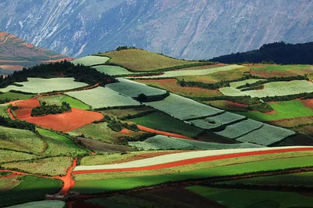 The secret Geladan Grassland - a rare place in Lijiang that has not been infected by commercial viruses