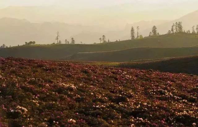 The secret Geladan Grassland - a rare place in Lijiang that has not been infected by commercial viruses