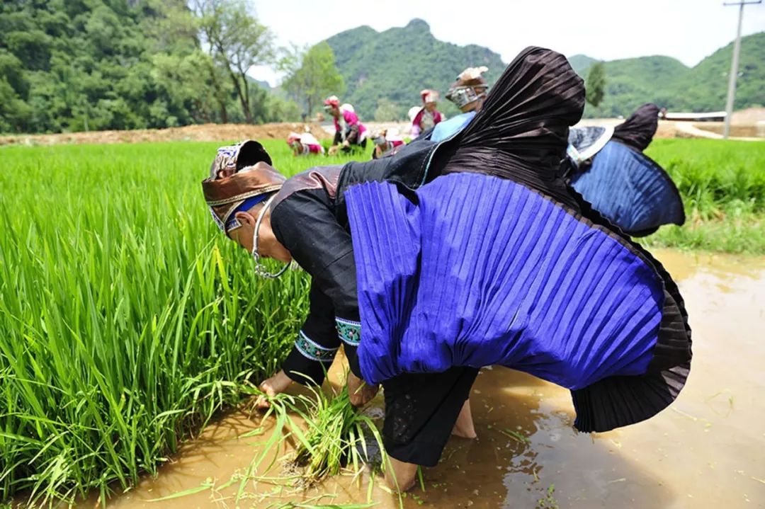 46 pictures, understand the eleven branches of the Zhuang nationality in Wenshan, Yunnan