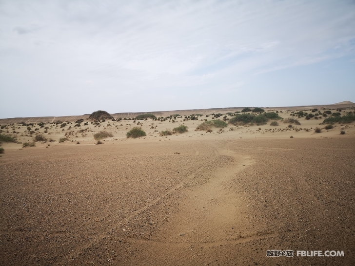 Notes on traveling through the primitive Populus euphratica forest in Hami South Lake