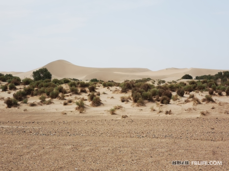 Notes on traveling through the primitive Populus euphratica forest in Hami South Lake