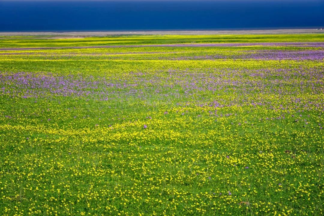 Only when you go to northern Xinjiang do you know how big China is; only when you go to southern Xinjiang do you know how beautiful China is