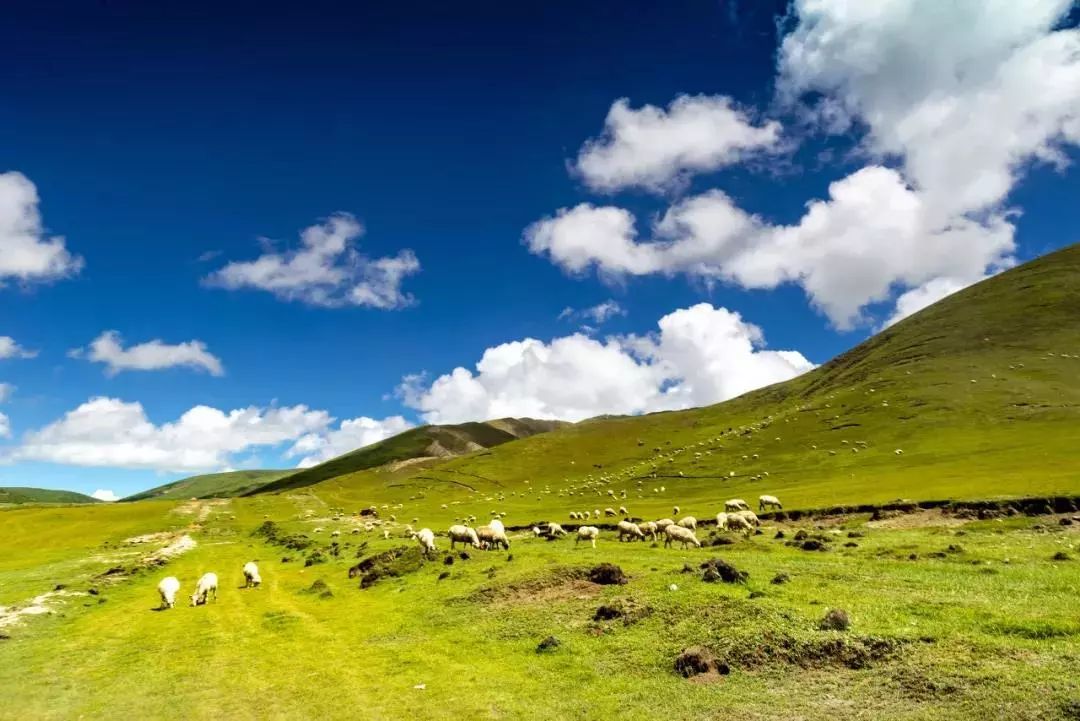 amazing! Qinghai in July!