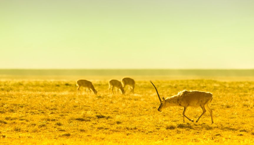 amazing! Qinghai in July!