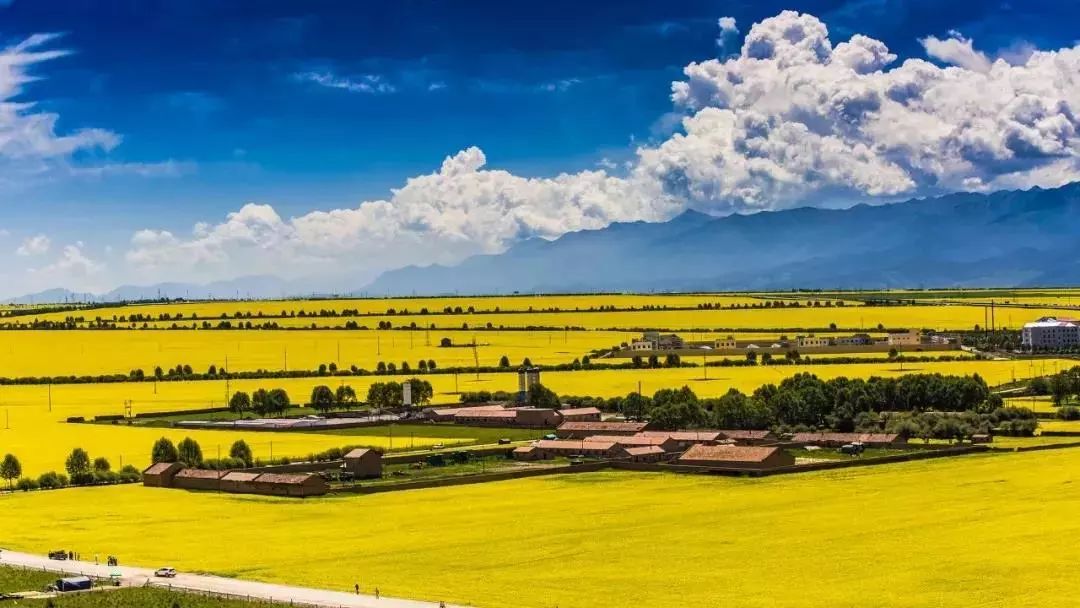 amazing! Qinghai in July!