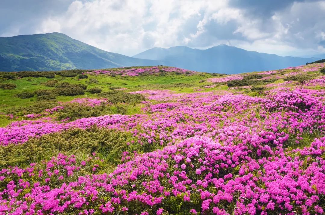 amazing! Qinghai in July!