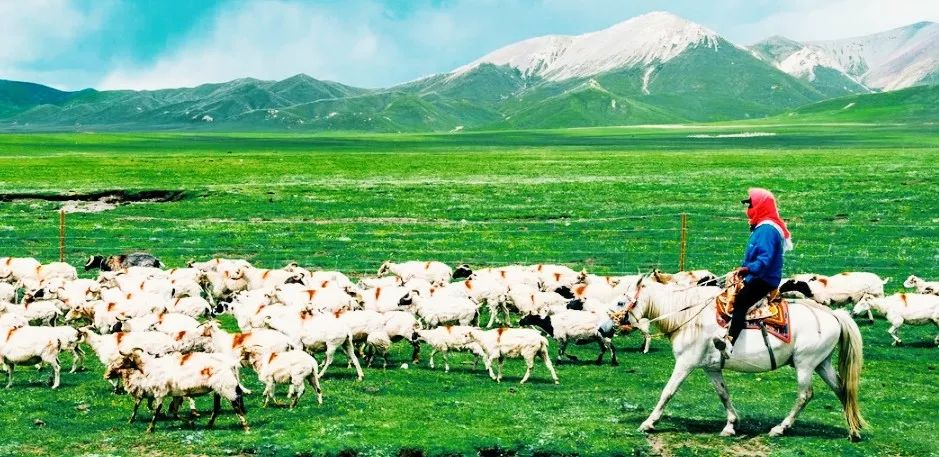 amazing! Qinghai in July!