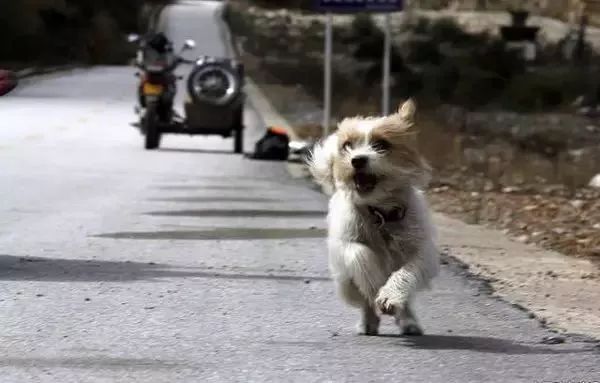 Story丨7 years old! The happy life of the dog who ran 1,800 kilometers into Tibet