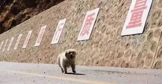 Story丨7 years old! The happy life of the dog who ran 1,800 kilometers into Tibet