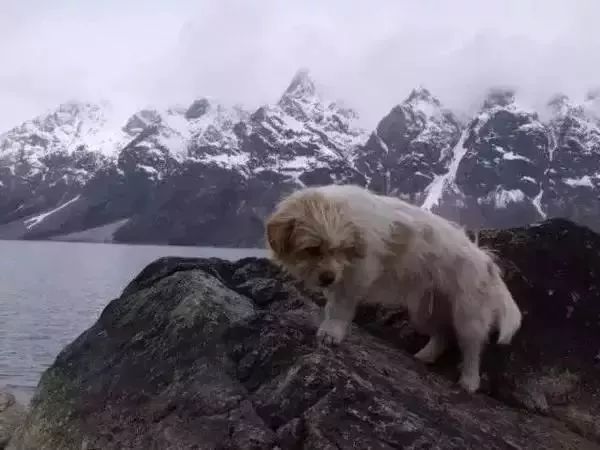 Story丨7 years old! The happy life of the dog who ran 1,800 kilometers into Tibet