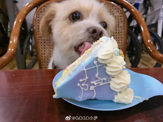 Story丨7 years old! The happy life of the dog who ran 1,800 kilometers into Tibet