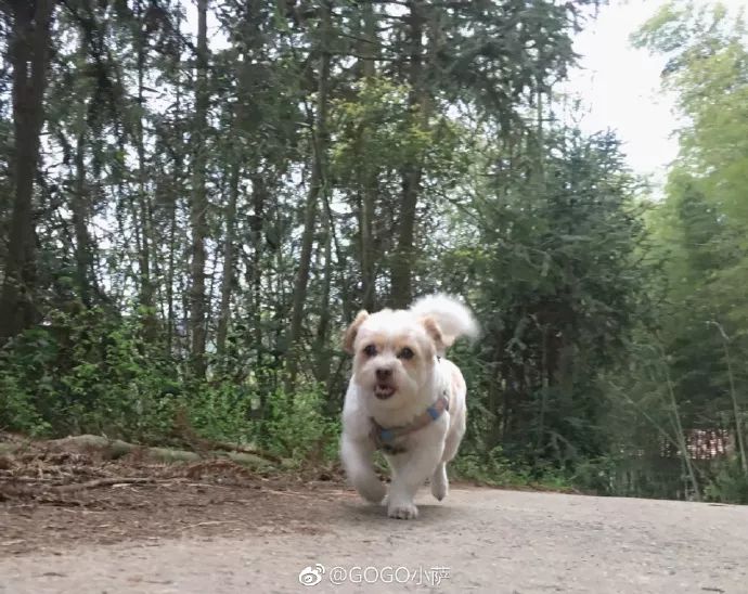 Story丨7 years old! The happy life of the dog who ran 1,800 kilometers into Tibet