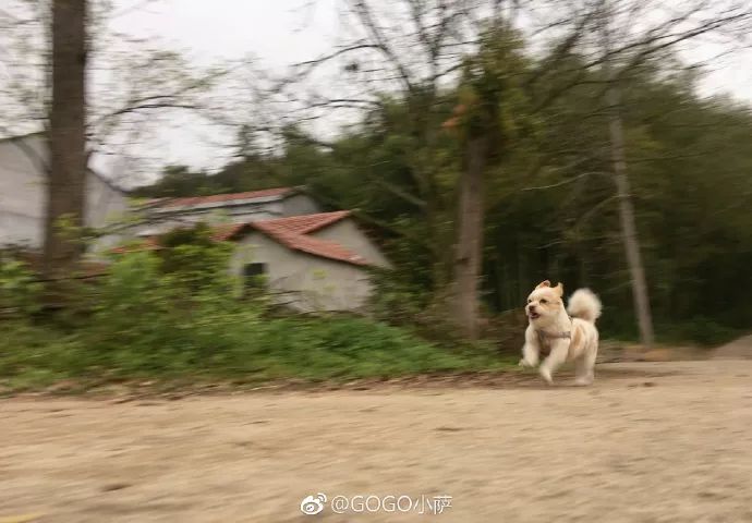 Story丨7 years old! The happy life of the dog who ran 1,800 kilometers into Tibet