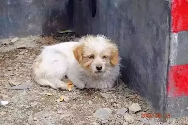 Story丨7 years old! The happy life of the dog who ran 1,800 kilometers into Tibet