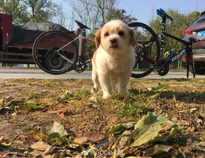 Story丨7 years old! The happy life of the dog who ran 1,800 kilometers into Tibet