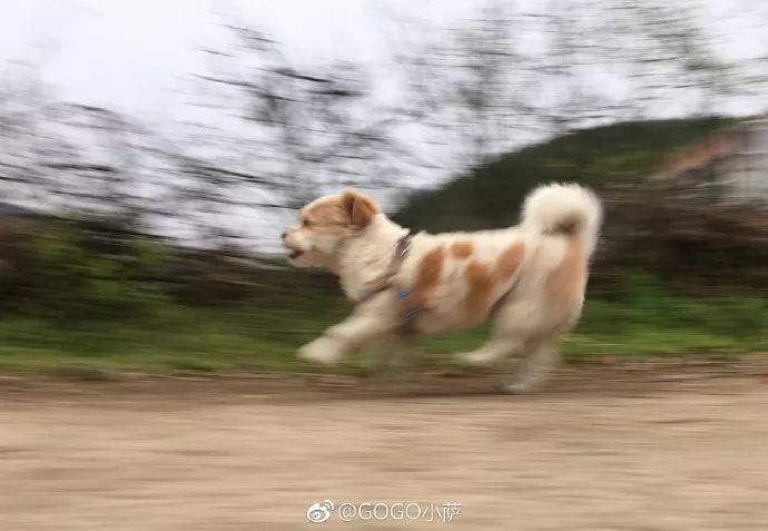 Story丨7 years old! The happy life of the dog who ran 1,800 kilometers into Tibet