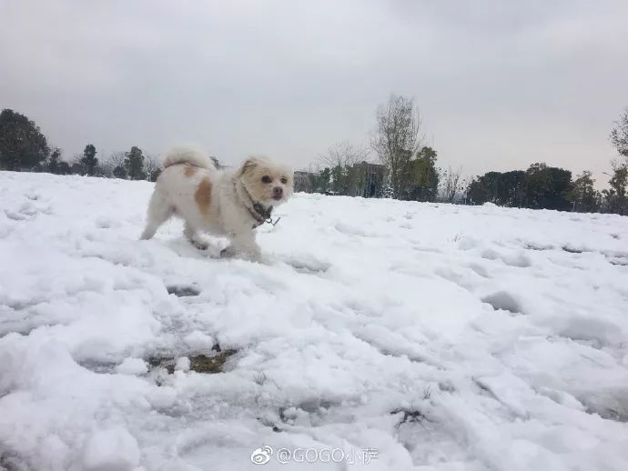 Story丨7 years old! The happy life of the dog who ran 1,800 kilometers into Tibet