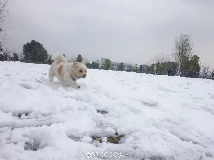 Story丨7 years old! The happy life of the dog who ran 1,800 kilometers into Tibet