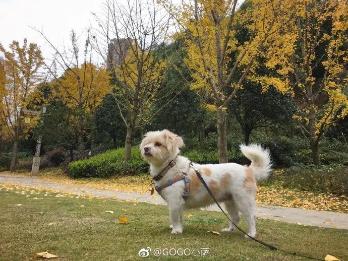 Story丨7 years old! The happy life of the dog who ran 1,800 kilometers into Tibet