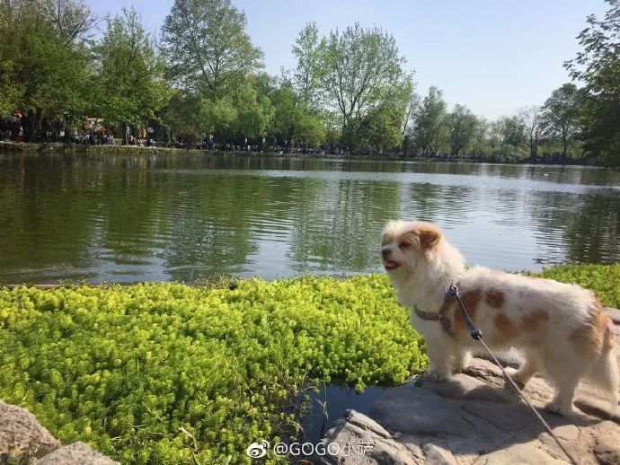 Story丨7 years old! The happy life of the dog who ran 1,800 kilometers into Tibet