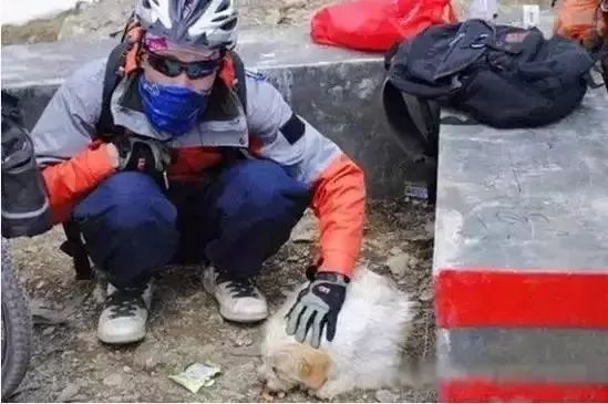 Story丨7 years old! The happy life of the dog who ran 1,800 kilometers into Tibet