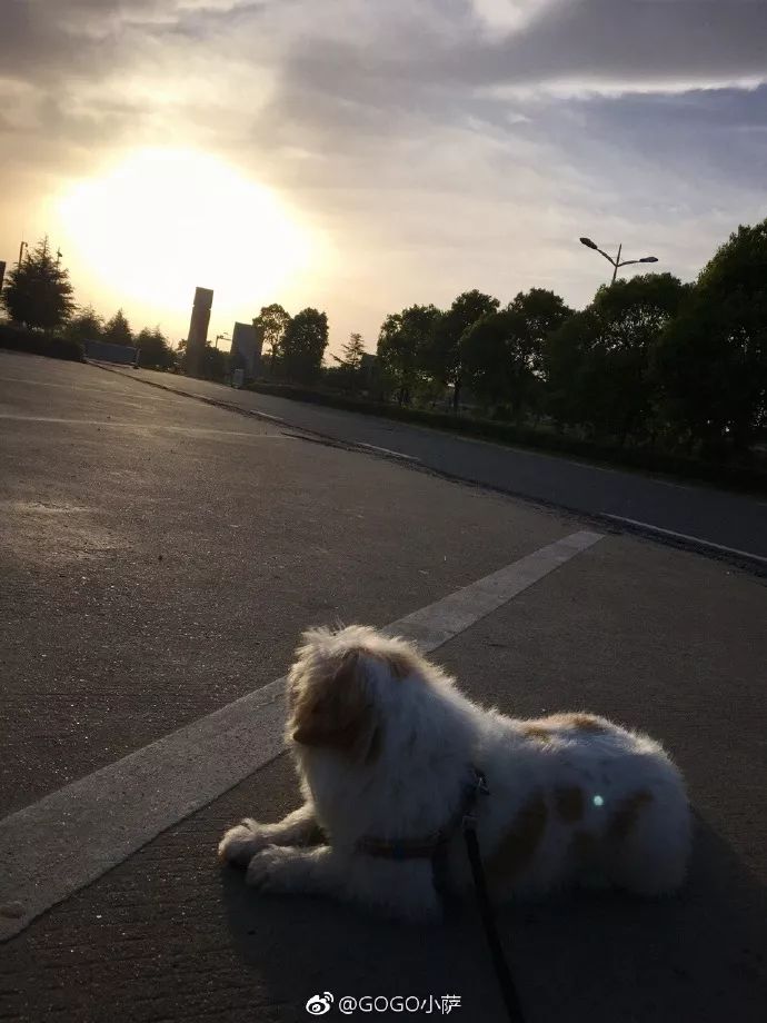 Story丨7 years old! The happy life of the dog who ran 1,800 kilometers into Tibet