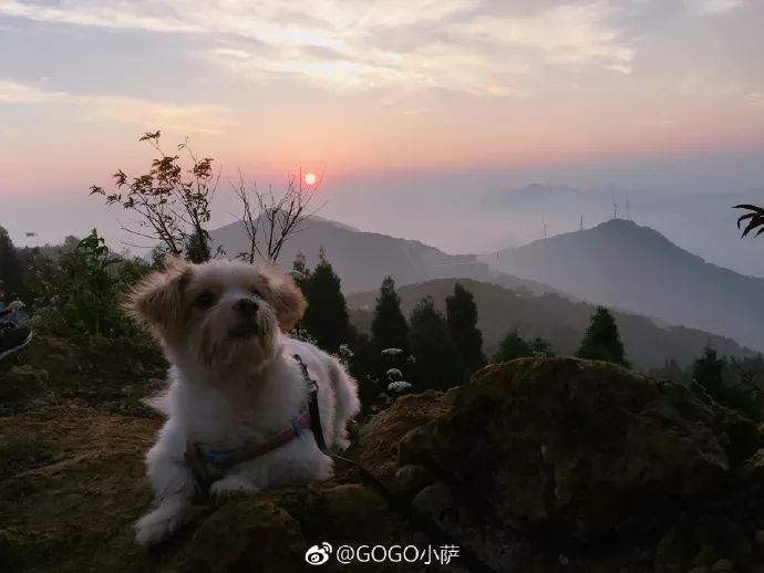 Story丨7 years old! The happy life of the dog who ran 1,800 kilometers into Tibet