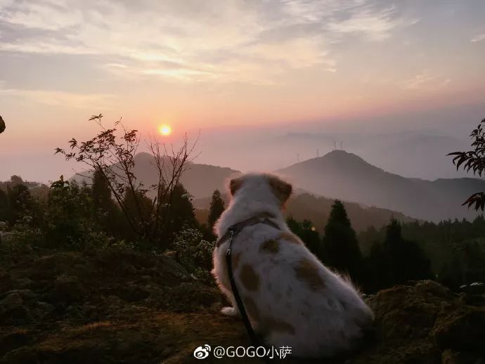 Story丨7 years old! The happy life of the dog who ran 1,800 kilometers into Tibet