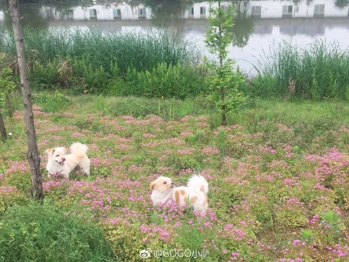 Story丨7 years old! The happy life of the dog who ran 1,800 kilometers into Tibet