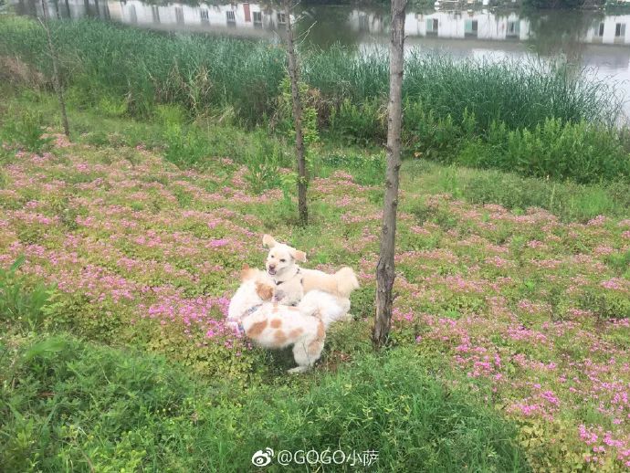 Story丨7 years old! The happy life of the dog who ran 1,800 kilometers into Tibet