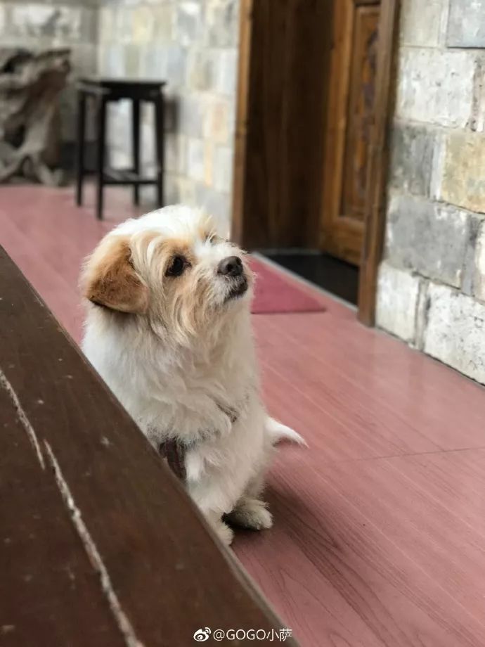 Story丨7 years old! The happy life of the dog who ran 1,800 kilometers into Tibet