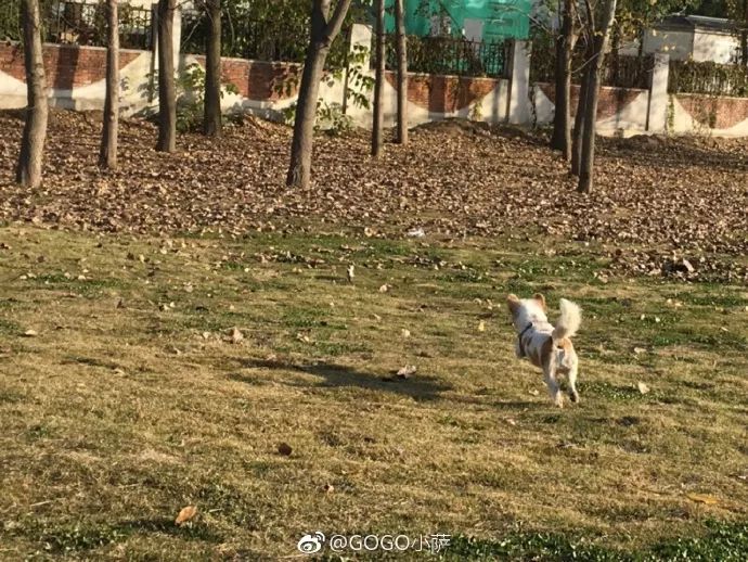 Story丨7 years old! The happy life of the dog who ran 1,800 kilometers into Tibet