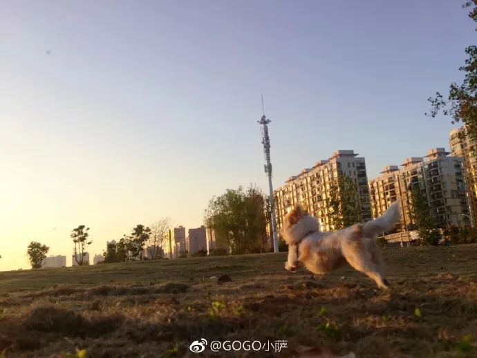 Story丨7 years old! The happy life of the dog who ran 1,800 kilometers into Tibet