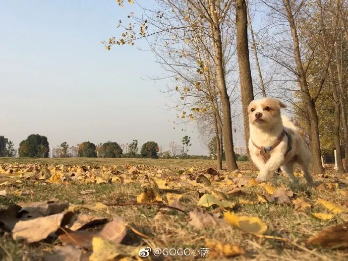 Story丨7 years old! The happy life of the dog who ran 1,800 kilometers into Tibet