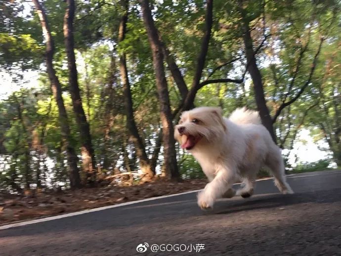 Story丨7 years old! The happy life of the dog who ran 1,800 kilometers into Tibet