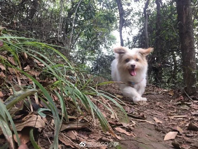 Story丨7 years old! The happy life of the dog who ran 1,800 kilometers into Tibet