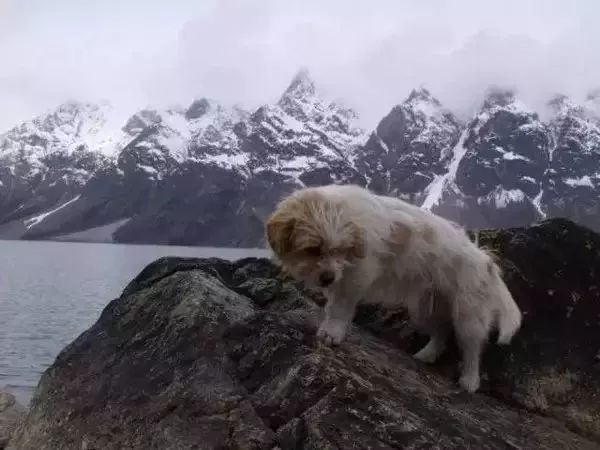 Story丨7 years old! The happy life of the dog who ran 1,800 kilometers into Tibet