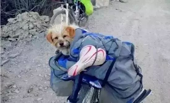 Story丨7 years old! The happy life of the dog who ran 1,800 kilometers into Tibet