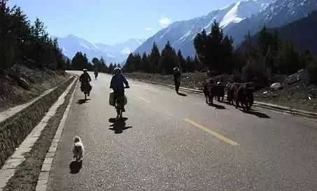 Story丨7 years old! The happy life of the dog who ran 1,800 kilometers into Tibet