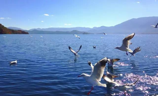 Lugu Lake in July, you can be so beautiful!